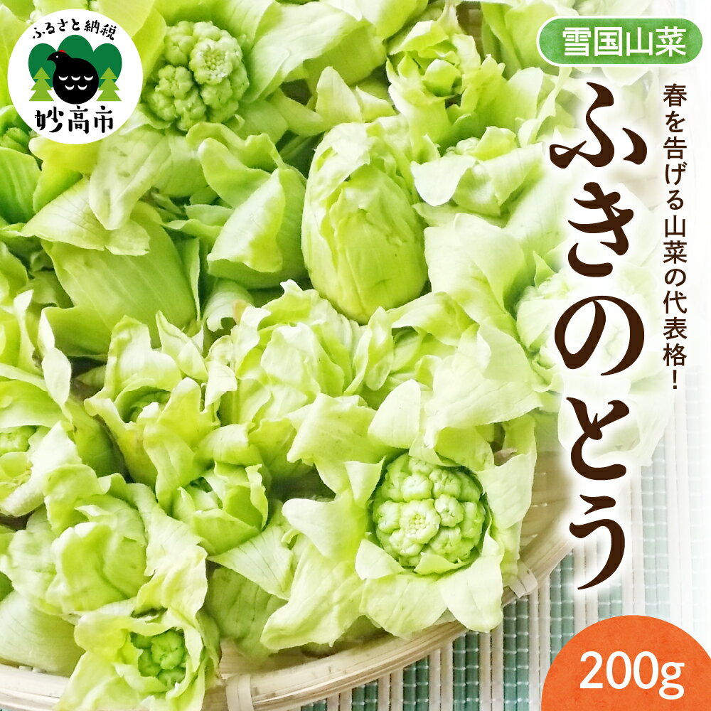 【ふるさと納税】先行予約【3月中旬より発送】雪国山菜 ふきのとう 200g×1パック / 山菜 採れたて 国産 新潟産 冷蔵便 フキノトウ 蕗の薹 春 天ぷら 新潟県 妙高市