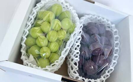 《先行予約 2026年発送》山形の農家さんが選ぶ！美味しいものスペシャル便 FSY-2723