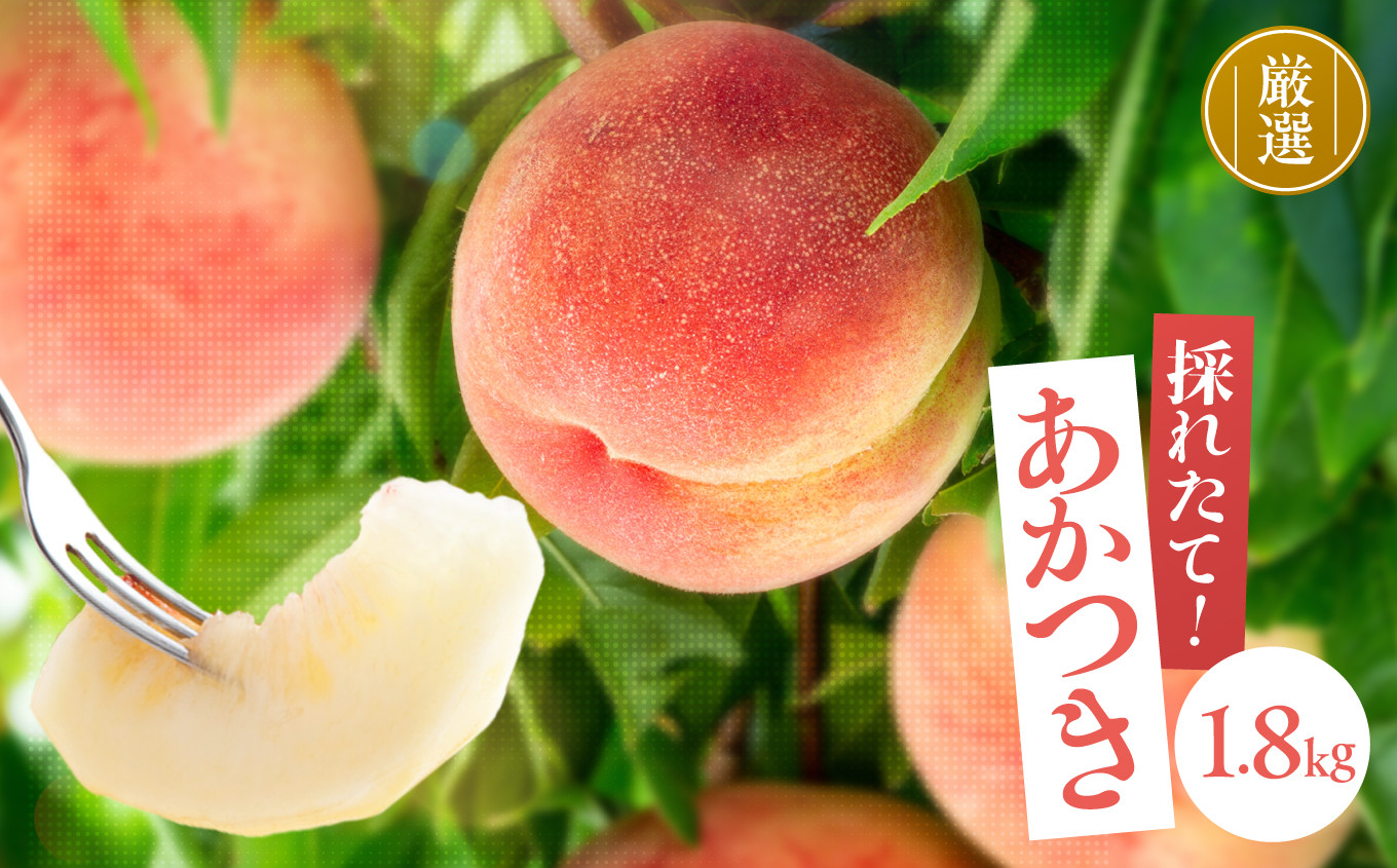 
            【満員御礼】長野県 飯田市産 桃 あかつき 約1.8kg 糖度選別13度以上 【2025年7月より順次発送】 | 果物 くだもの フルーツ 桃 モモ もも あかつき 新鮮 長野県 信州 南信州 飯田市
          