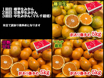 定期便 訳あり 傷多め 5kg × 3回 コース 有田みかん 食べくらべ 3種 全3回 南泰園