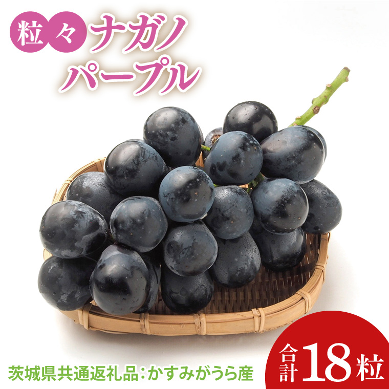 【先行予約】【2025年8月より発送開始】粒々ぶどう18粒ナガノパープル（茨城県共通返礼品：かすみがうら市産）|葡萄 ぶどう ブドウ 果物 くだもの フルーツ ナガノパープル 数量限定 かすみがうら市産 共通返礼品 茨城県 大子町（CD164）