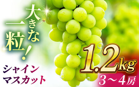 【2026年発送先行予約】シャインマスカット 1.2kg(3?4房)【合同会社 社方園】ぶどう 国産シャインマスカット 熊本県産 葡萄 [ZBZ012]