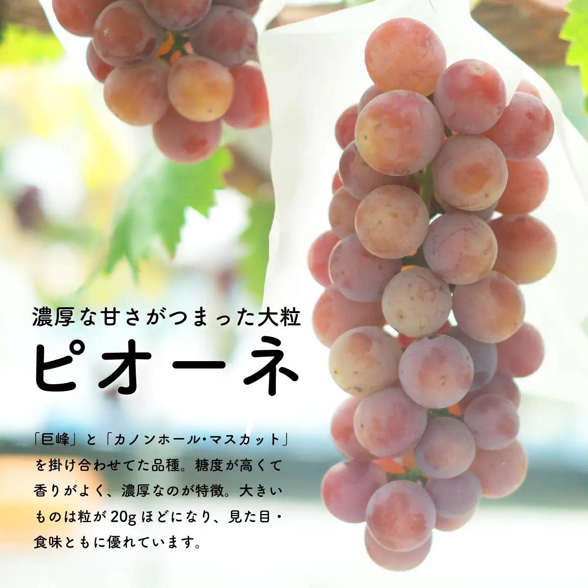 【先行予約・2026年8月】マスカサーティーン＆ピオーネ 食べ比べセット 約1.5kg｜数量限定・農家直送・種なしぶどう