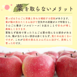 【2026年2月上旬発送】りんご 葉取らずサンふじ 10kg 程度 青森りんご