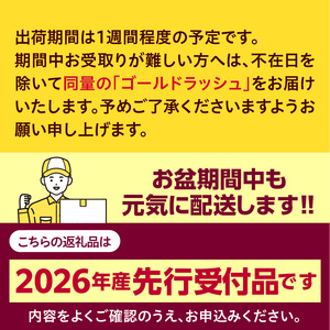 とうもろこし ドルチェドリーム 20本 北海道 芽室町 とうもろこし