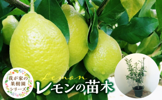 
                  チーム田主丸『我が家の果樹園』シリーズ 【レモンの苗木】_チーム田主丸 我が家の果樹園 シリーズ レモン 苗木 フルーツ 高さ 70cm くらい 鉢径 7号 結実年数 2年目安 料理 お酒 ご家庭に一本 重宝 ふるさと管理綜合株式会社 お取り寄せ 福岡県 久留米市 送料無料_Hf017
                