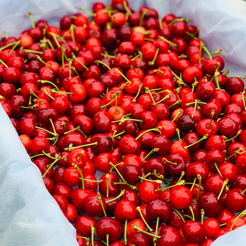 さくらんぼ 「佐藤錦」 600g 特秀品 Lサイズ以上 山形産 【令