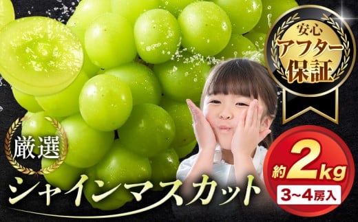 【アフター保証付】シャインマスカット 厳選 訳あり シャインマスカット 約2kg 3-4房【2026年先行予約】《9月上旬-11月上旬頃に出荷》岡山県 浅口市 シャインマスカット ぶどう フルーツ 果物 贈り物 ギフト 国産 岡山県産 送料無料 ブドウ
