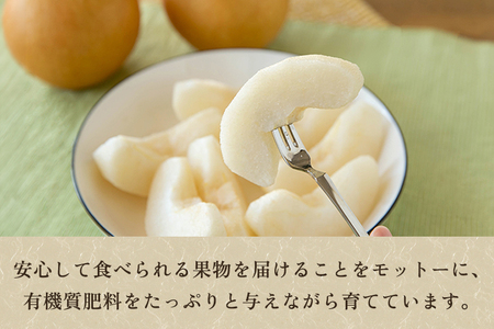 【家庭用】和梨 新興 5kg（7～10玉）《10月中旬～順次出荷》 しんこうなし 果物 フルーツ ナシ 新潟産 加茂市 入江果樹園 