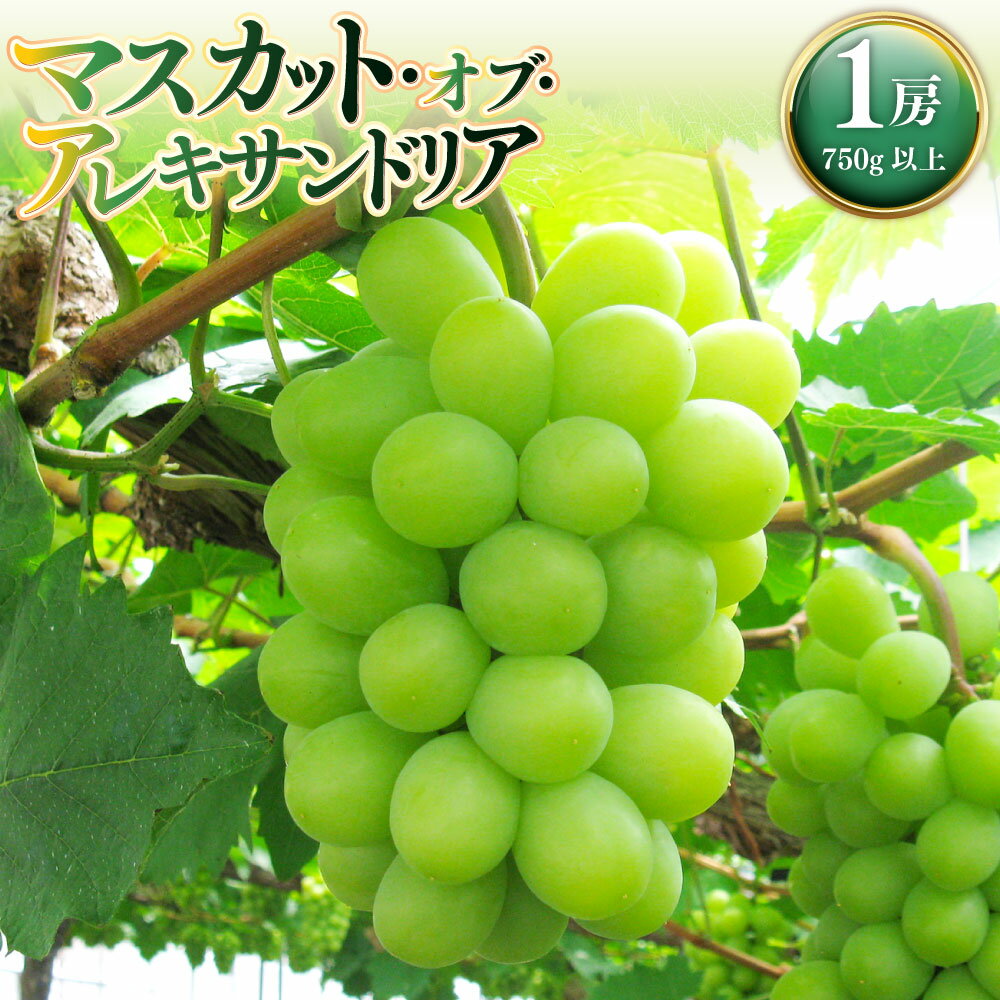 【ふるさと納税】岡山県産 マスカットオブアレキサンドリア 1房（750g以上） ハウス栽培 マスカット ぶどう ブドウ 葡萄 フルーツ くだもの 果物 果実 デザート 冷蔵 国産 岡山県 美咲町 送料無料 【2026年7月上旬～8月下旬発送予定】
