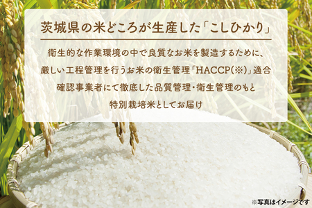 ＜令和6年産＞ 新米 吟穂豊穣こしひかり 5kg 精米 特別栽培 (茨城県共通返礼品・常陸太田市産) 新米 コシヒカリ こしひかり 米 ごはん コメ お米 白米 国産 茨城県産_EG001