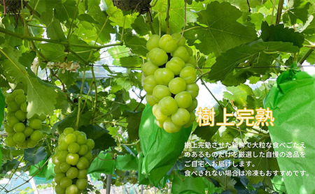 厳選 瀬戸ジャイアンツ 2房 合計1.2kg以上 産地直送 朝採れ ぶどう 葡萄 Kawahara Green Farm 岡山県産 2025年