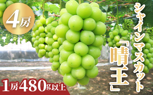 シャインマスカット「晴王」4房 (1房480g以上)【2026年8月下旬～10月下旬発送予定】