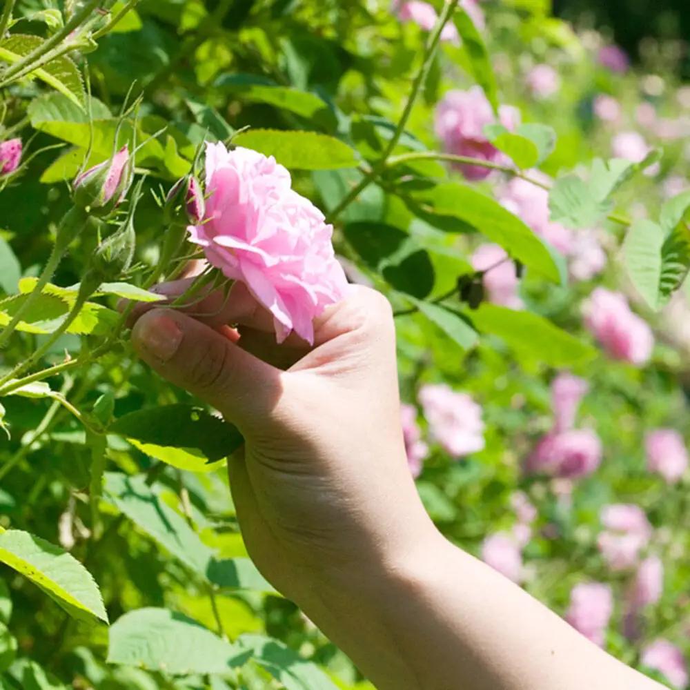 秋田薔薇園産 純粋ローズウォーター 100ml×3本 ローズメイ
