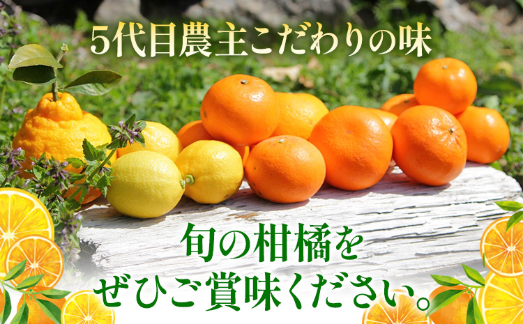 主井農園の季節のこだわりみのりセット 約5kg 主井農園《2月中旬-4月下旬頃出荷予定》 和歌山県 日高町 柑橘 みかん オレンジ せとか 清見オレンジ たまみ 不知火 デコポン 八朔 レモン 果物 