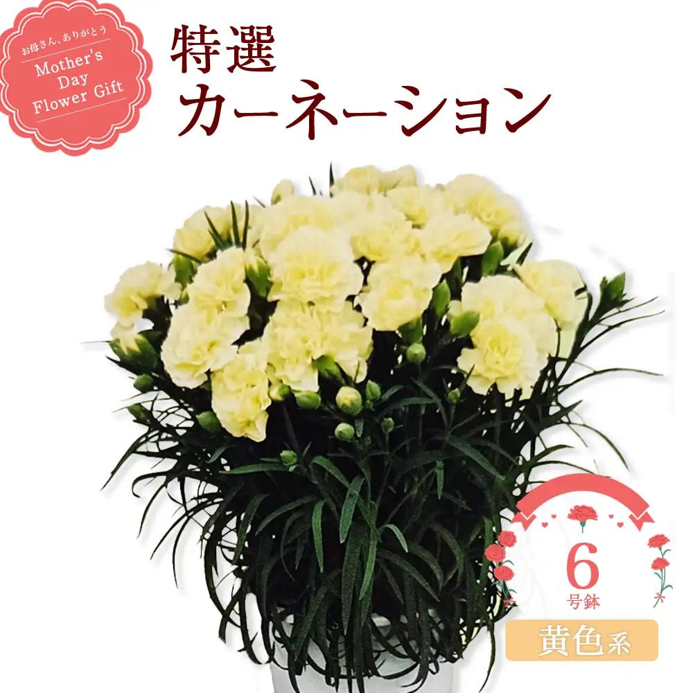 【2027年5月出荷】特選カーネーション6号鉢＜カラー：黄色系＞　【12203-0433-3】