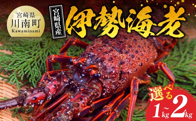 
                  ※内容量が選べる※【担当者厳選！】 伊勢海老 【 伊勢えび 魚介類 いせえび 海産物 宮崎県産 国産 】
                