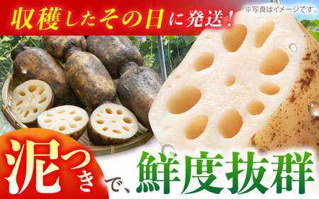 ＜先行予約＞【特別栽培農産物 認定】地元江北町産 泥付き蓮根 6kg（3kg×2）【百武青果】レンコン れんこん 野菜 佐賀 [HAE002]