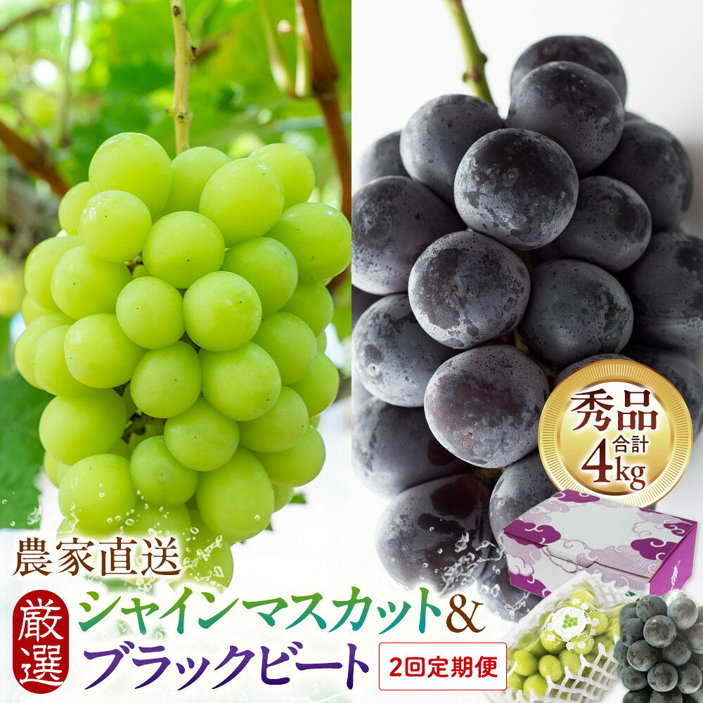 【ふるさと納税】定期便2回 シャインマスカットとブラックビート 2026年8月中旬以降発送 農家直送 厳選 | シャインマスカット 葡萄 ぶどう ブドウ 果物 くだもの フルーツ マスカット 島根県 出雲市 おすすめ 人気