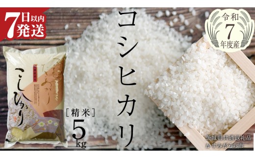 ≪ 令和7年度 ≫ コシヒカリ 精米 5kg ( 5kg × 1袋 ) (茨城県共通返礼品 かすみがうら市産) 米 ごはん もっちり 甘い コメ お米 白米 銘柄米 [EX010sa]