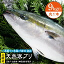 【ふるさと納税】壱岐島産天然寒ブリ（9キロ台・丸もの） 《壱岐市》【壱岐島　玄海屋】[JBS027] ぶり 寒ぶり ブリ 魚 刺身 しゃぶしゃぶ 105000 105000円 のし プレゼント ギフト