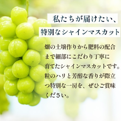 数量限定 特選 プレミアムシャインマスカット 大房2房 山梨から産地直送【配送不可地域：離島】