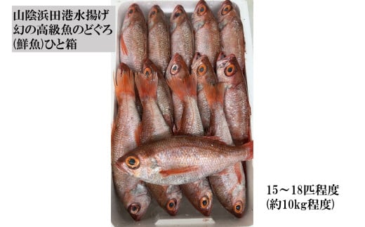 山陰浜田港水揚げ 幻の高級魚のどぐろ（鮮魚）ひと箱 魚 のどぐろ アカムツ 鮮魚 【006_2049】