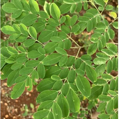 ふるさと納税 与那原町 【生麺】もちもち触感のモリンガ麺10食セット |  | 03