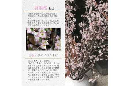 啓翁桜 約125cm×10本（1月下旬発送）※着日指定不可 東北 山形県 遊佐町 庄内地方 桜 木 植物 枝 切り花 花束 お花 室内 リビング 玄関 アレンジにも お正月飾り 冬 春 新春 迎春 新