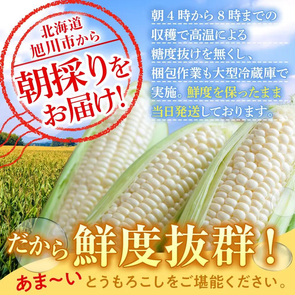 【先行予約】あさひやま動物園しろくまコーン3.2kg(ホワイトレディもしくはピュアホワイト8本)2026年8月下旬から発送開始 | とうもろこし とうもろこし 北海道 _03811