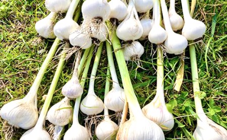 黒にんにく「土佐の隠し玉」　2袋×250g