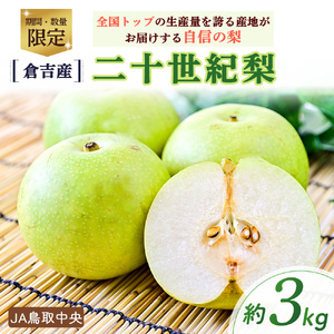 二十世紀梨 【倉吉産】3kg（JA鳥取中央） 梨 果物 フルーツ