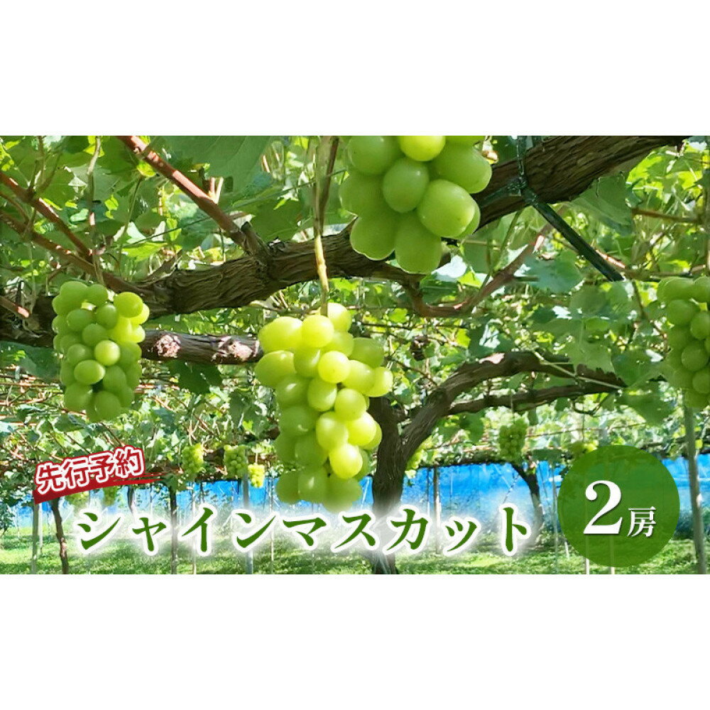 【ふるさと納税】おかべ農園　長野市産 シャインマスカット（贈答用） 2房【2026年9月下旬頃発送予定】 | フルーツ 果物 葡萄 ブドウ シャインマスカット 贈答用 ぶどう 人気 おすすめ ギフト 長野県 長野市 信州 信濃 ふるさと納税