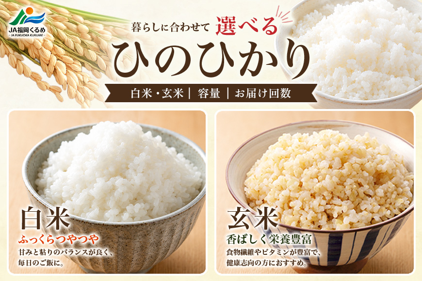 【6回定期便】【ふるさと納税】ひのひかり 米 お米 白米  20kg  20キロ  福岡県産 うきは市 国産 精米 ご飯 ごはん おにぎり お弁当 人気 おすすめ 家庭用 送料無料 新米 ストック 厳