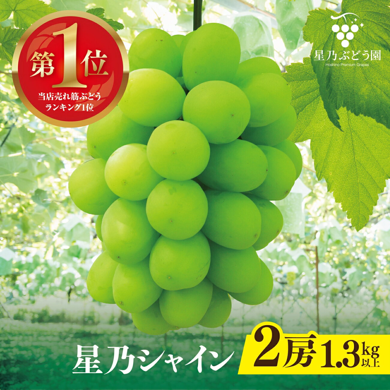 【ふるさと納税】先行予約【三つ星ぶどう】星乃シャインマスカット (2房 1.3kg以上) 数量限定 岡山県産_ シャインマスカット ぶどう 葡萄 ブドウ 果物 くだもの マスカット フルーツ 人気 美味しい 【配送不可地域：離島・北海道・沖縄県】【1418979】