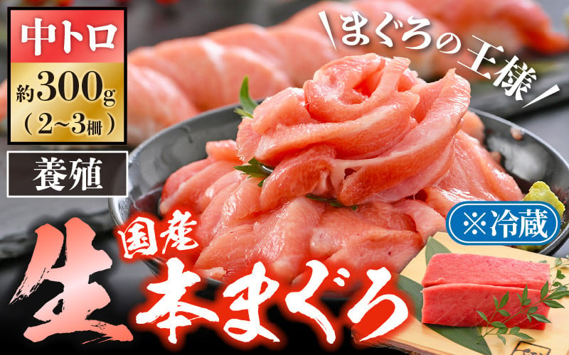 
            「生本まぐろ」中トロ 約300g（2～3柵） まぐろの王様！！【本まぐろ 鮪 ホンマグロ まぐろ 中とろ 冷蔵 お取り寄せ グルメ】 [e04-a081] 
          