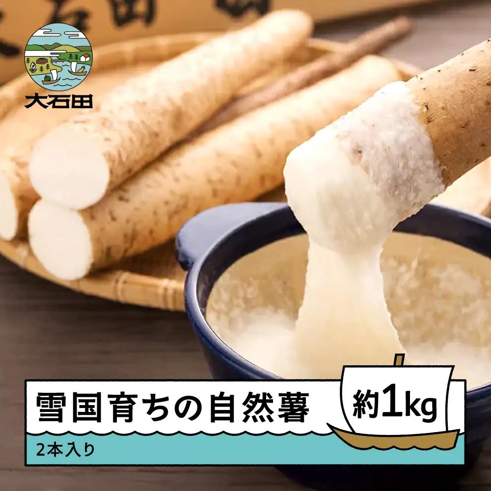 雪国育ちの自然薯 約1kg(2本入り) oz-zixxx1