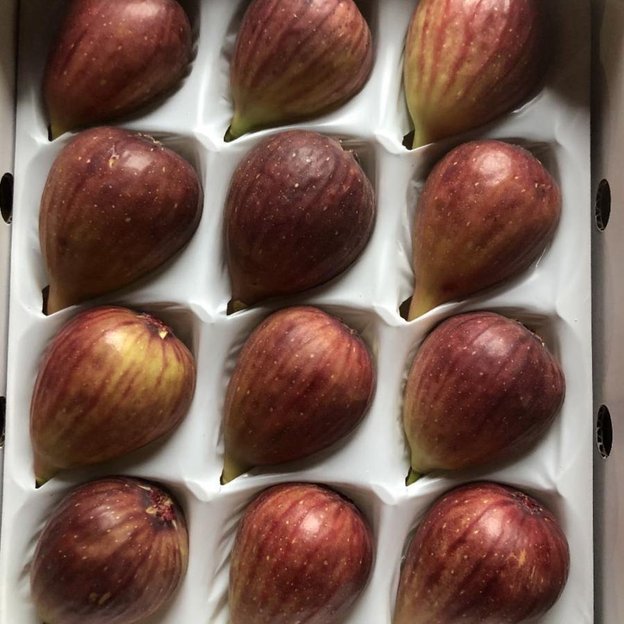 和歌山県産ハウス樹上完熟いちじく秀品12玉（Lサイズ）