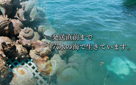 朝獲れ直送！ 活さざえ 約1kg   ～穴水湾でとれた新鮮活サザエ～ | 海鮮 魚介類
