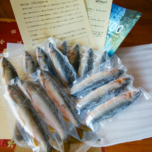 有名料亭も絶賛！鮎屋仁淀川の仁淀ブルー友釣り天然鮎500g（5-14尾）【2025年6月アユ漁解禁後発送】