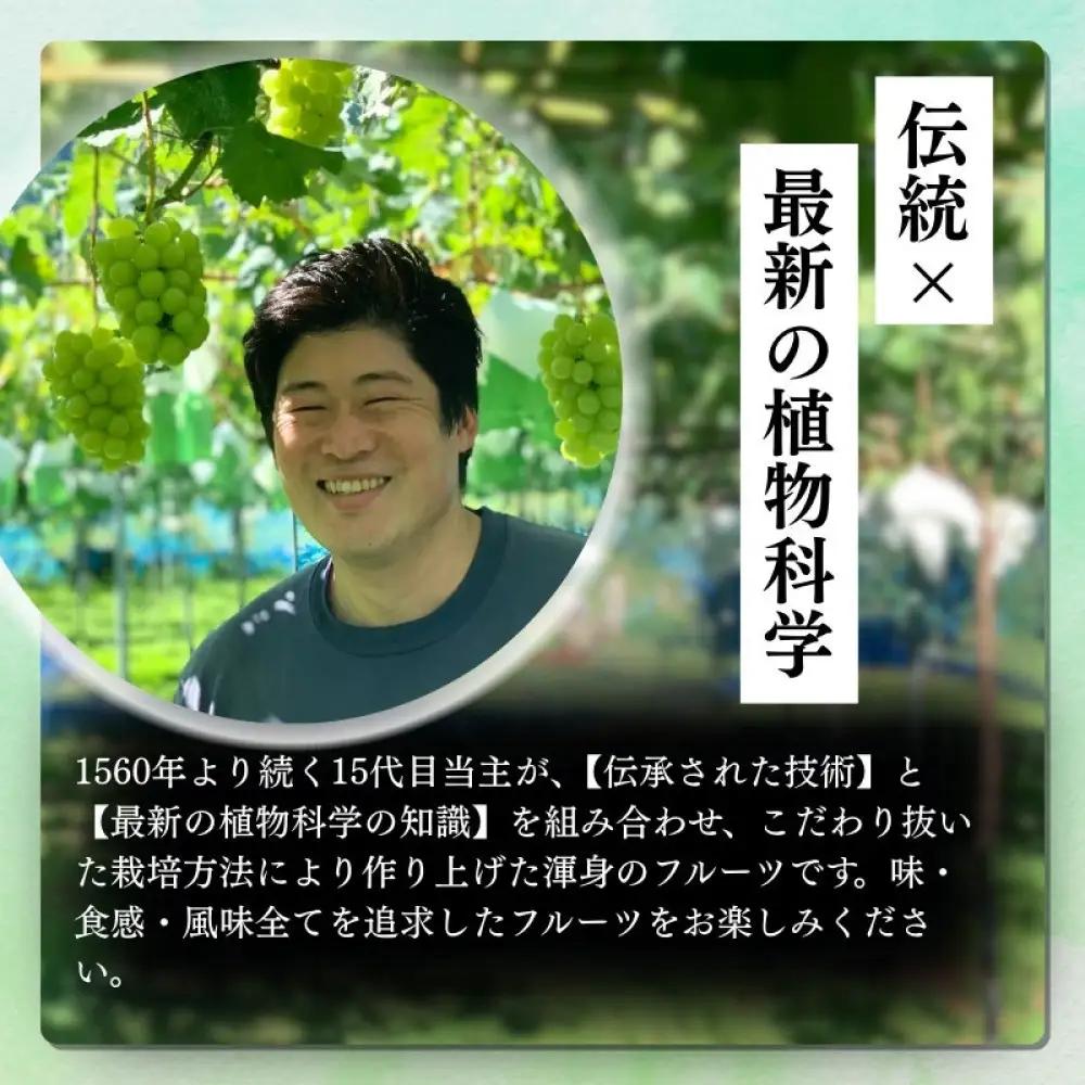 長野市産サンふじ 約5kg(13～16玉)【2026年12月上旬頃発送予定】OKABE fruits |リンゴ リンゴ