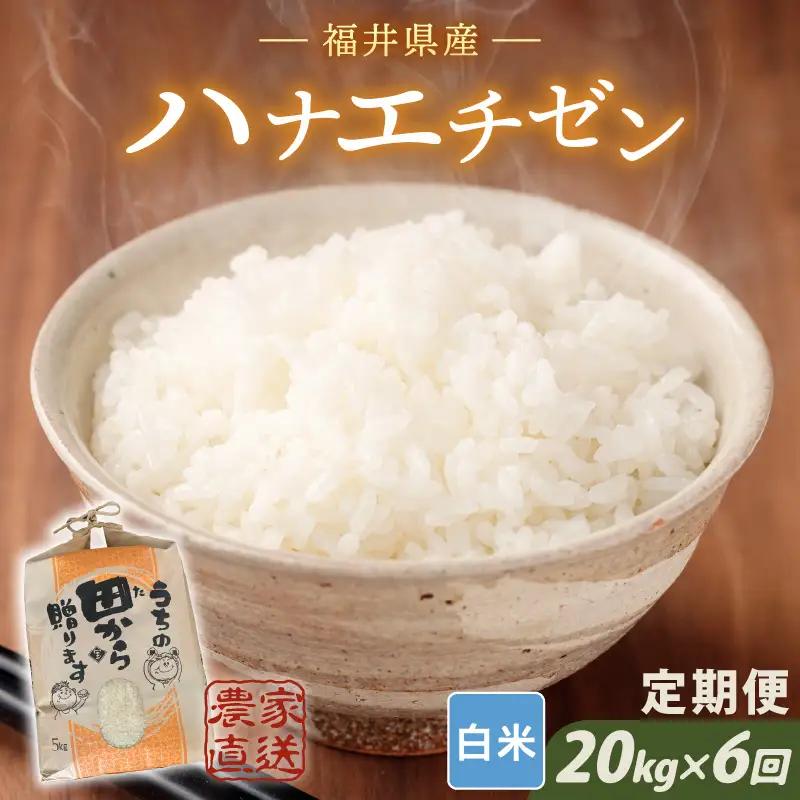 【令和8年産・新米】定期便 ≪6ヶ月連続お届け≫ ハナエチゼン20kg×6回 計120kg（白米）[O-8914_01]