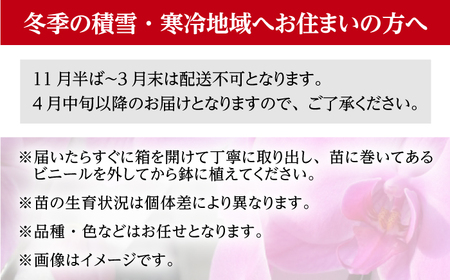 【家で育てる胡蝶蘭！】胡蝶蘭を育てようセット（苗、水コケ、肥料）【足柄金太郎洋蘭園】開成町 洋蘭 蘭 お花 生花 苗 花苗 [BDAB003]