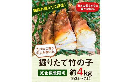 【2026年3月先行予約】熊本県  掘りたて たけのこ 4kg タケノコ《2026年3月上旬-4月下旬頃出荷》 有限会社ニシムラ---mifune_nsm_2_4kg---st-p