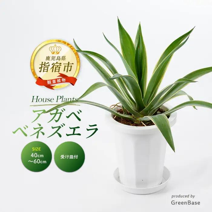 2026年3月上旬～発送【観葉植物】アガベ・ベネズエラ 40cm～60cm Green Base IB003-015 観葉植物 ※北海道・沖縄・離島配送不可