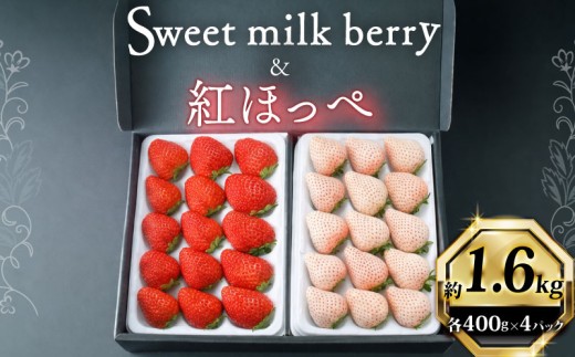 【1月から順次発送開始】 いちご 紅ほっぺ 白いちご 計 4 パック 約1.6kg 高級 紅白 イチゴ 苺 セット Sweet milk berry  紅ほっぺ 各 2 パック  期間限定 数量限定 苺 イチゴ ベリー フルーツ スイーツ デザート 希少価値 果物 果汁 ストロベリー 甘い 国産 安心 濃厚 新鮮 贈答用 プレゼント くだもの お歳暮 静岡いちご 静岡苺 静岡県 牧之原市 畠農宝