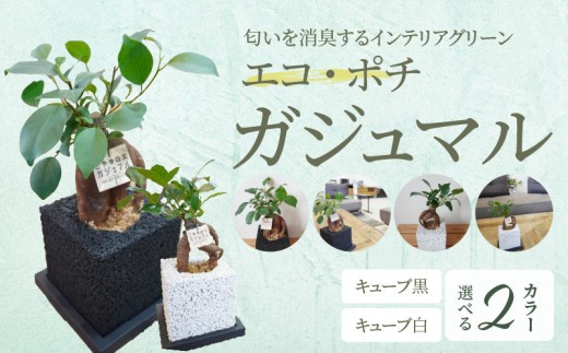 
                  S060-113-sku_エコ・ポチ キューブ ガジュマル
                