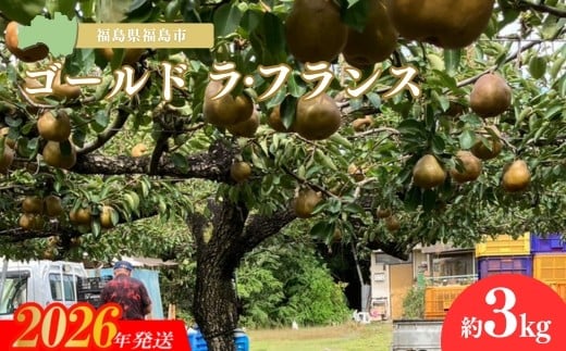 
            No.2233ヤマ考紺野果樹園 ゴールド ラフランス 約3kg【2026年発送　先行予約】
          