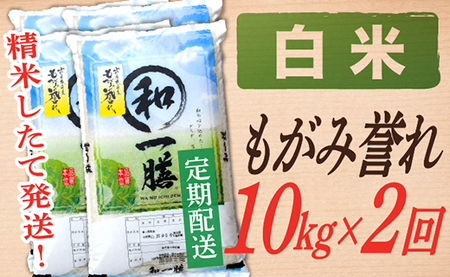 【定期便】【白米】 令和7年産 もがみ誉れ 10kg (5kg×2) 2回配送 