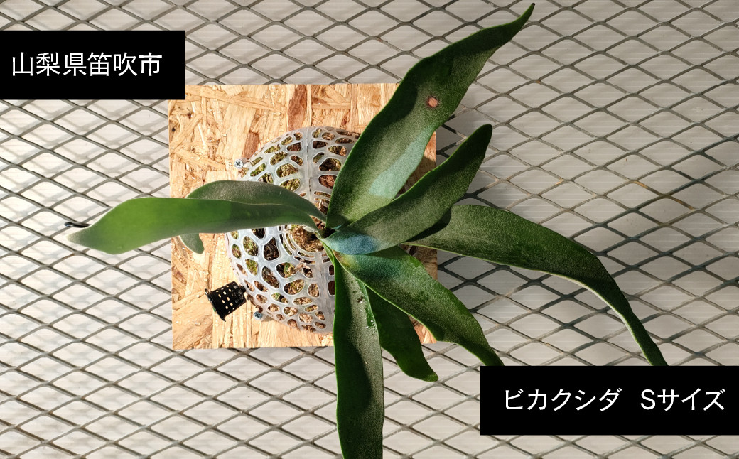 
            ビカクシダ  Sサイズ 【3月～11月発送】　232-001 ふるさと納税 ヒガクシダ 植物 観葉植物 インテリア
          